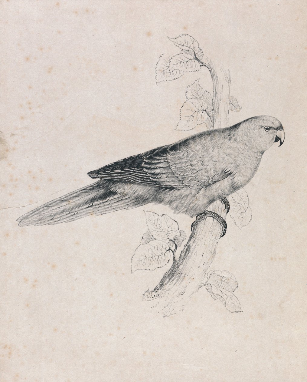 Periquito del Pacífico (Lámina 26) de Edward Lear