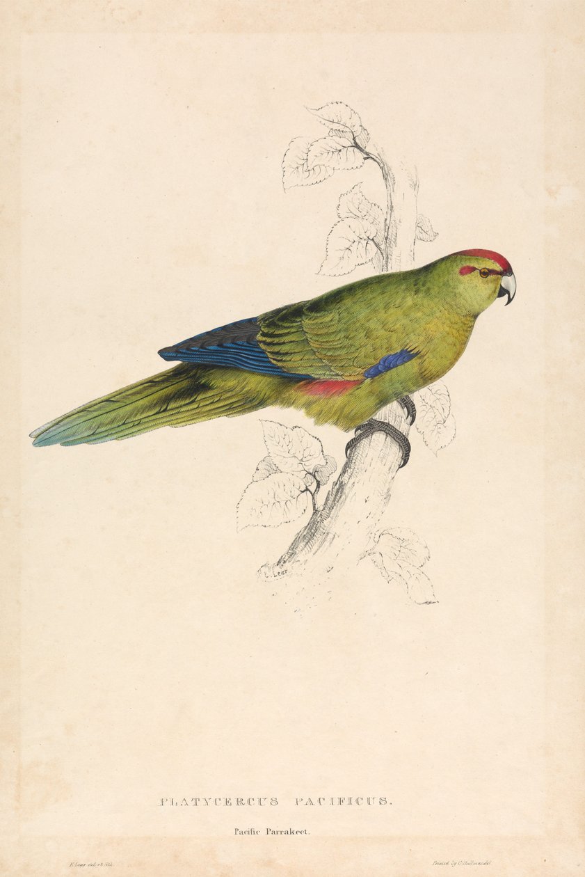 Platycercus pacificus / Periquito del Pacífico (Lámina 26) de Edward Lear