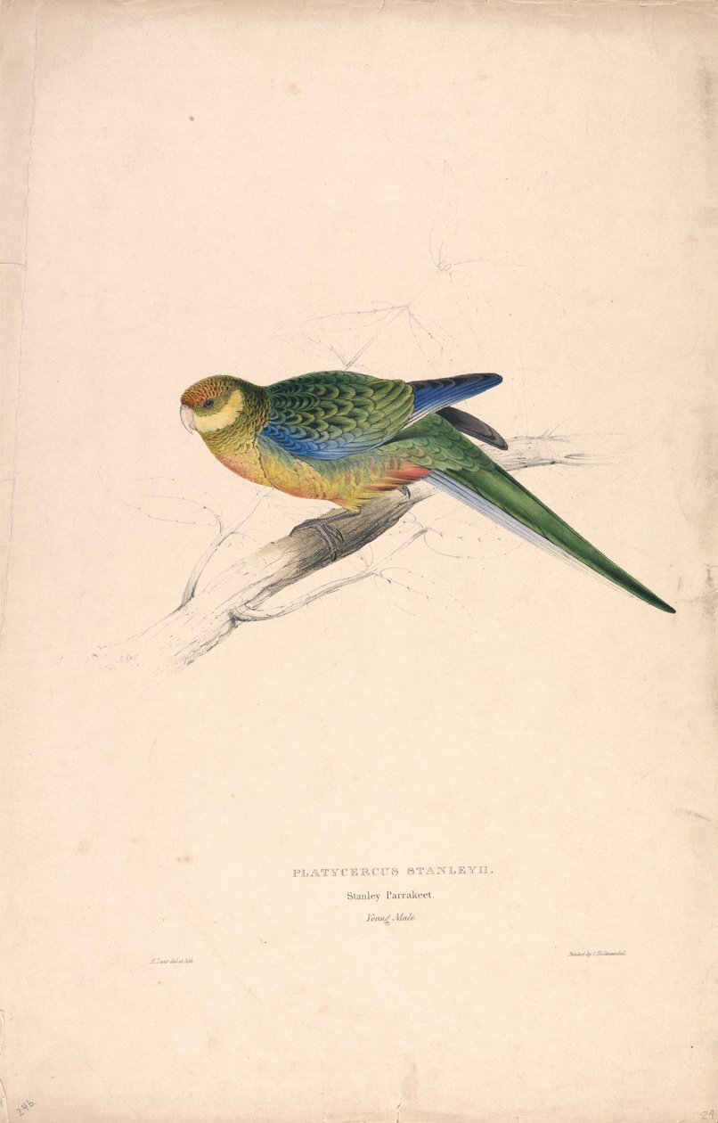 Platycercus Stanley II / Periquito de Stanley (macho joven) (Lámina 24) de Edward Lear