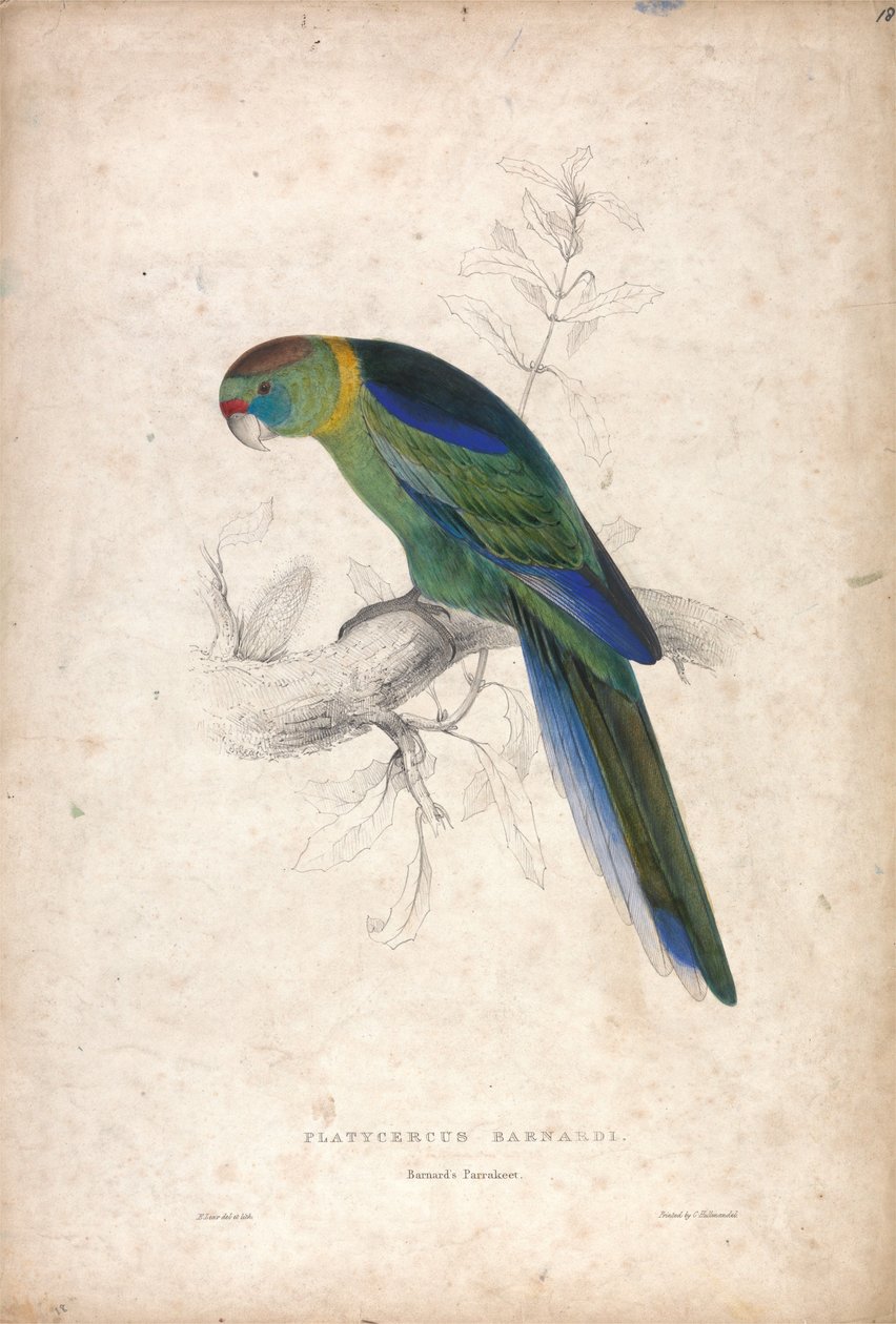 Platycerus barnardi / Periquito de Barnard (Lámina 18) de Edward Lear