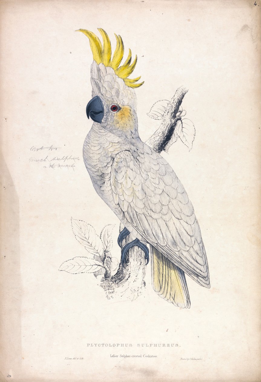 Plyctolophus sulphureus / Cacatúa de cresta amarilla menor (Lámina 4) de Edward Lear