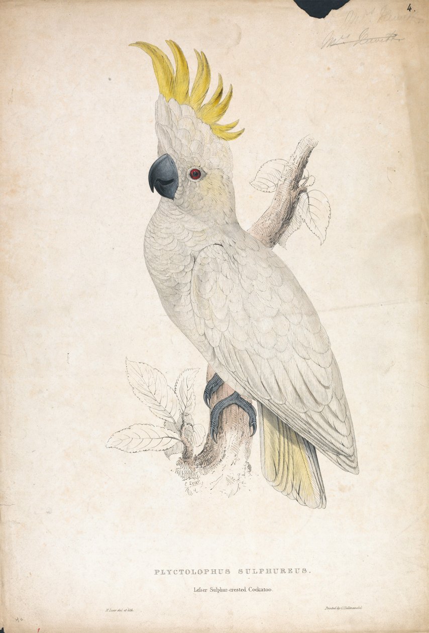 Plyctophus sulphureus / Cacatúa de cresta amarilla menor (Lámina 4) de Edward Lear