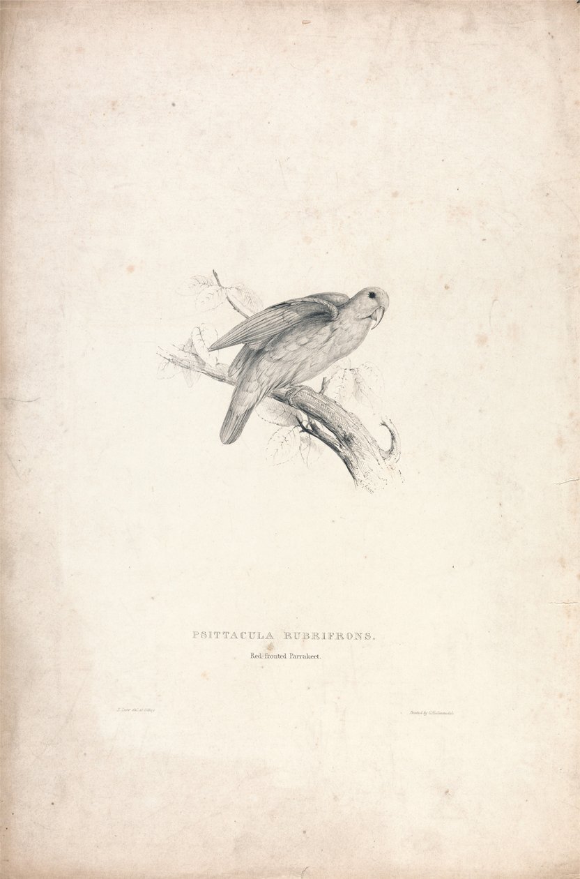 Psittacula rubrifrons / Cotorra de frente roja (Lámina 41) de Edward Lear