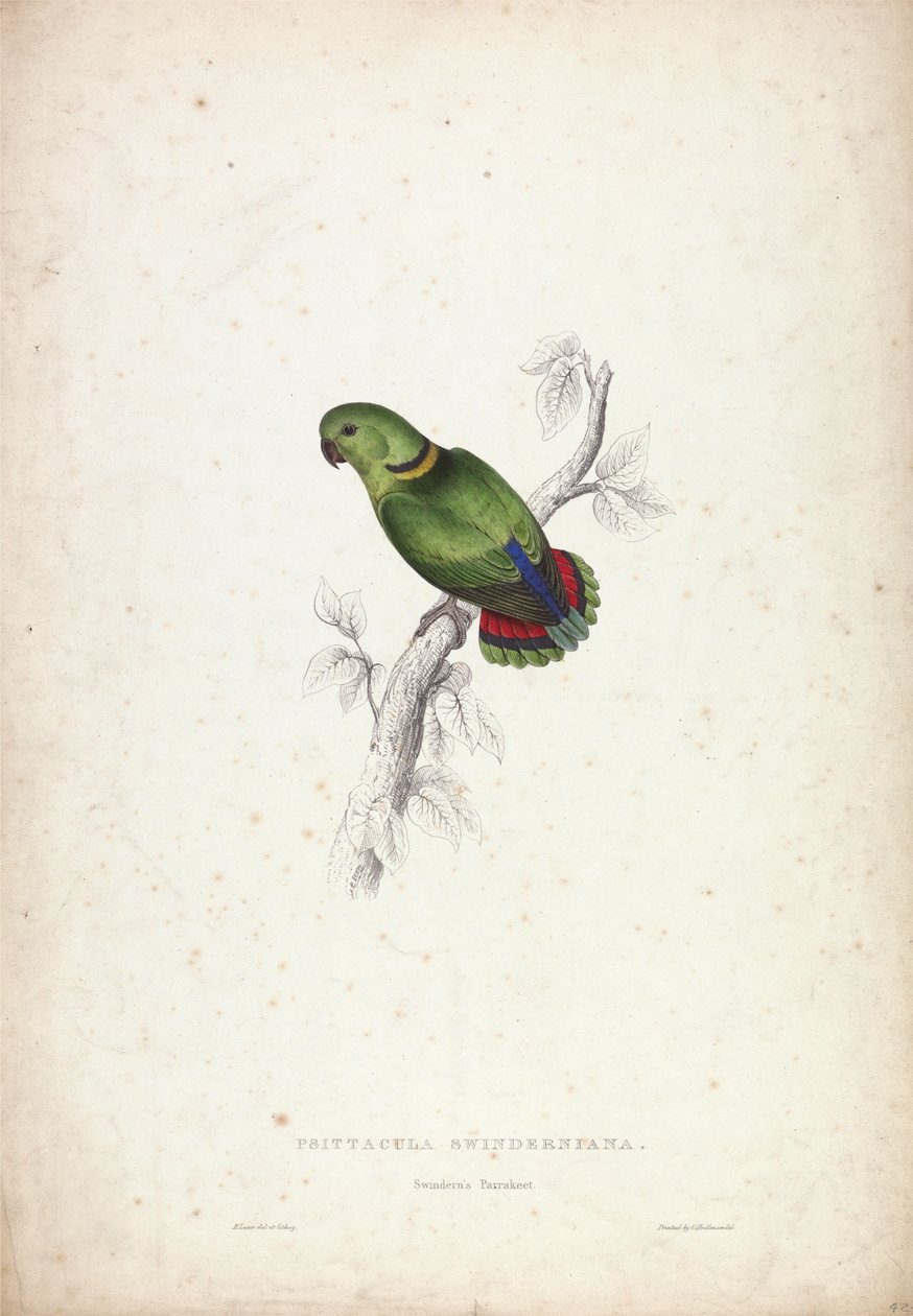 Psittacula swinderniana. Periquito de Swindern de Edward Lear