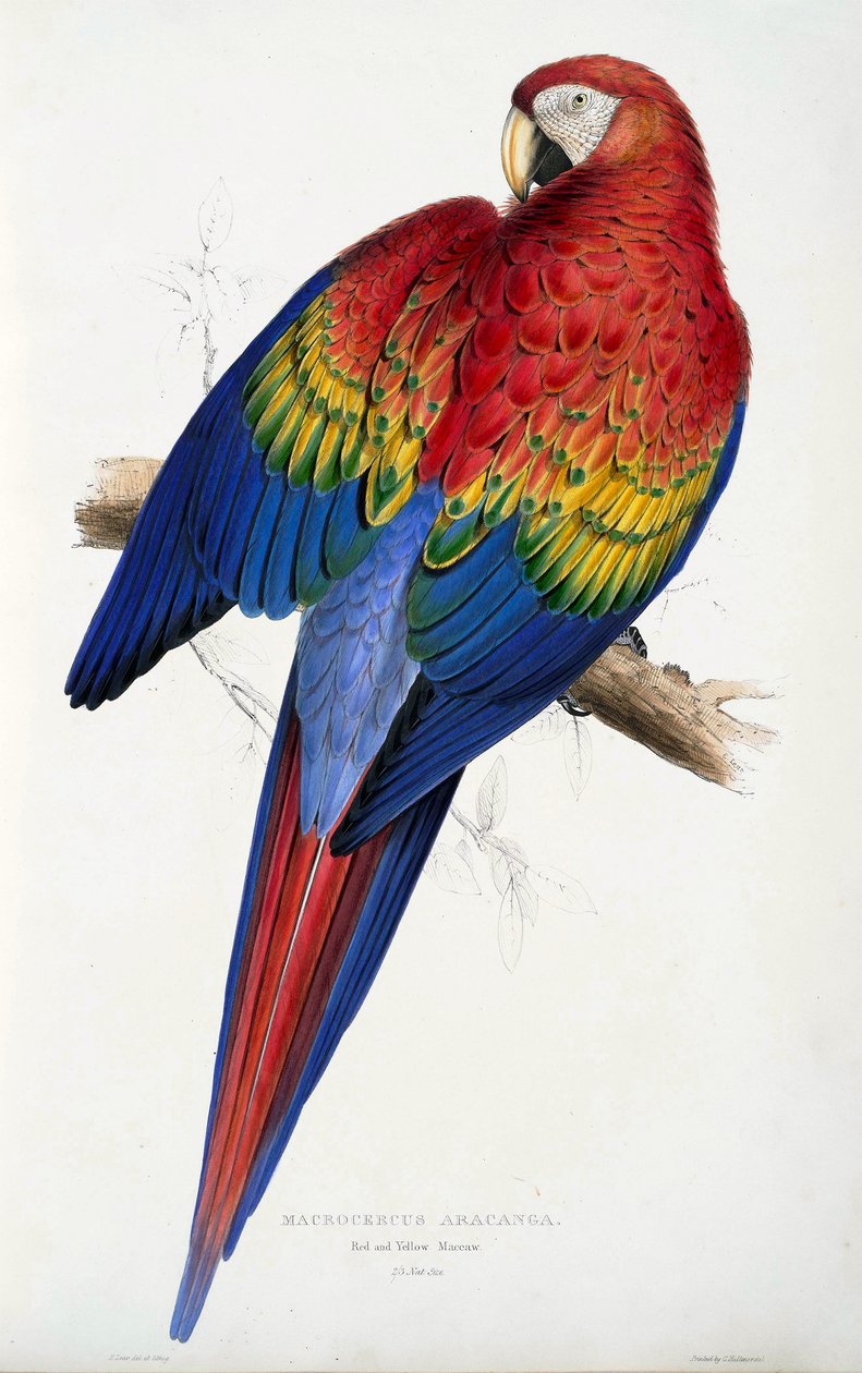 Guacamayo Rojo y Amarillo (Macrocercus aracanga), de Illustrations of the Family of Psittacida, or Parrots, pub. 1832 de Edward Lear