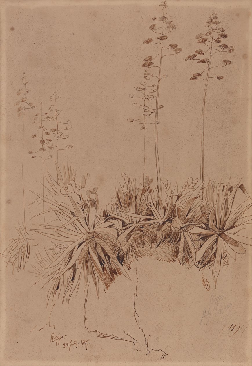 Reggio de Edward Lear