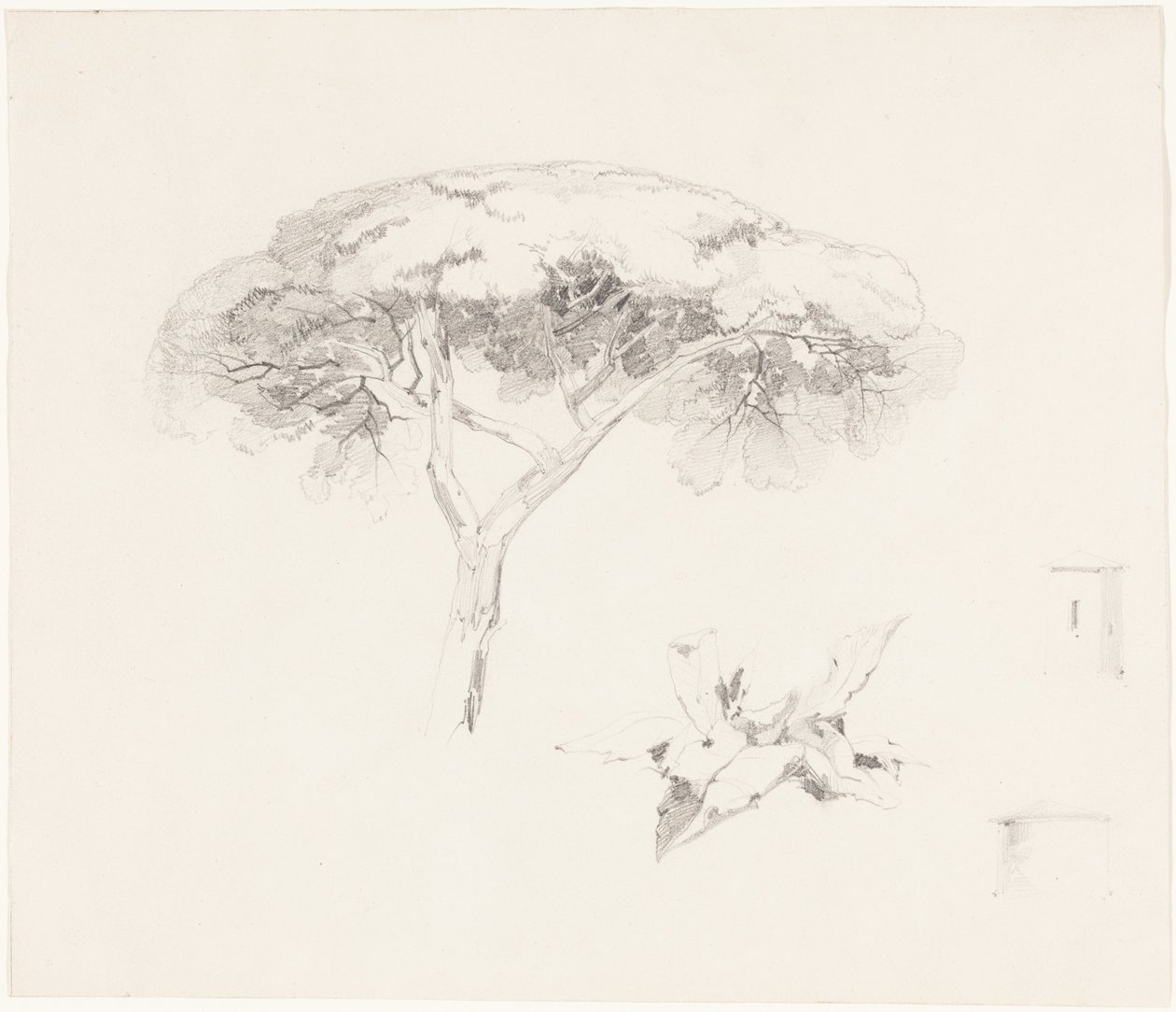 El pino paraguas y otros estudios de Edward Lear