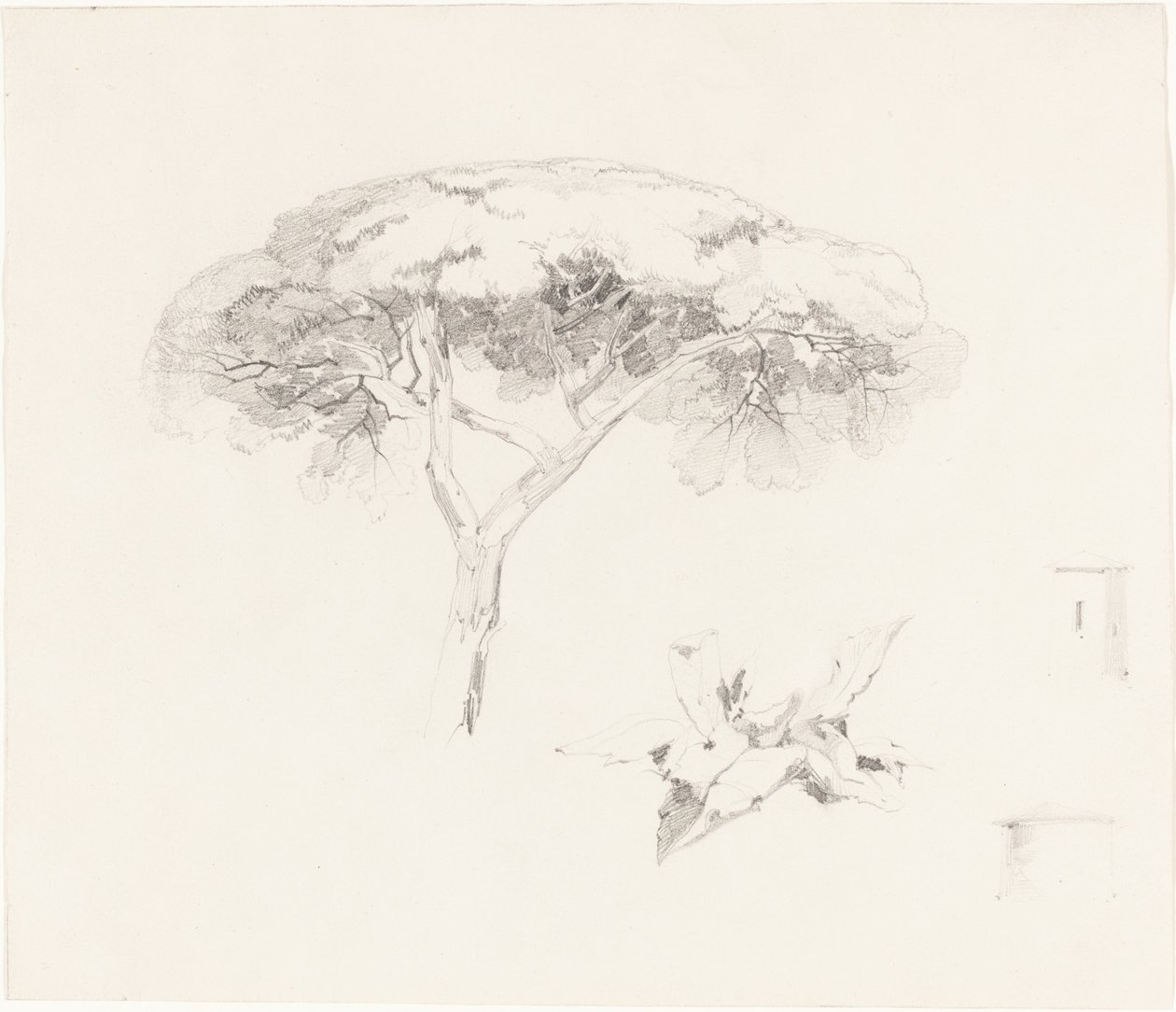 Pino paraguas y otros estudios de Edward Lear