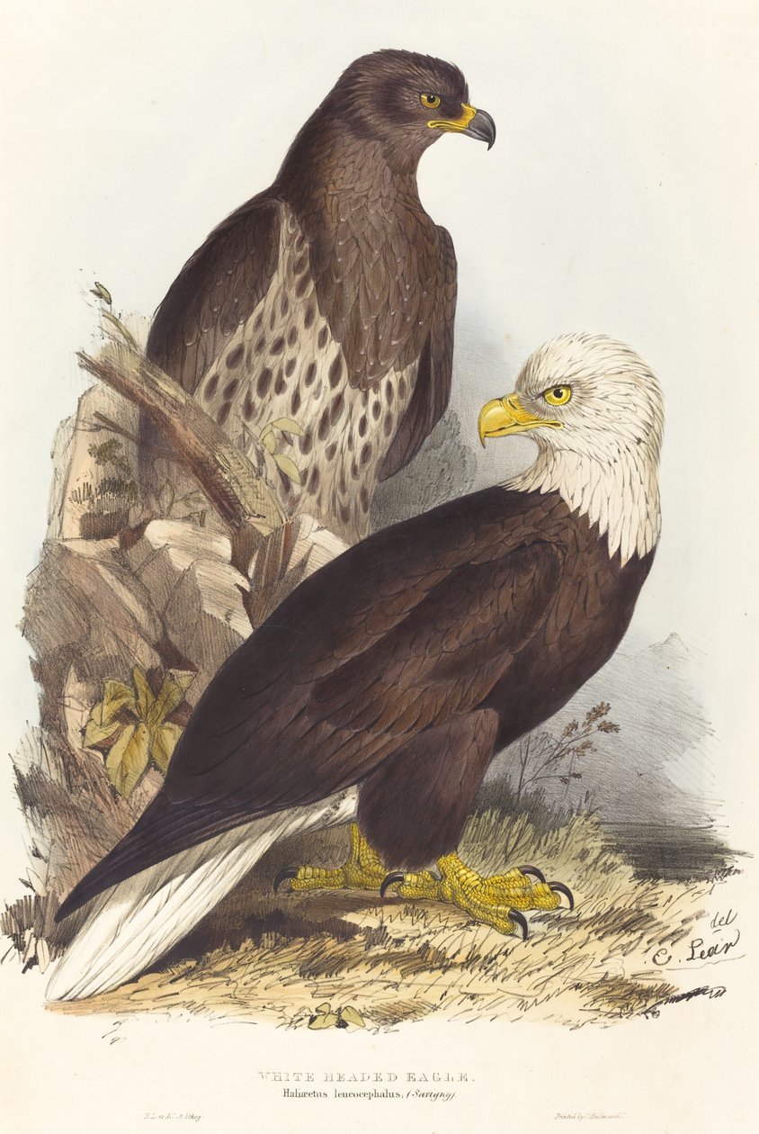 Águila calva Haliaetus leucocephalus de Edward Lear
