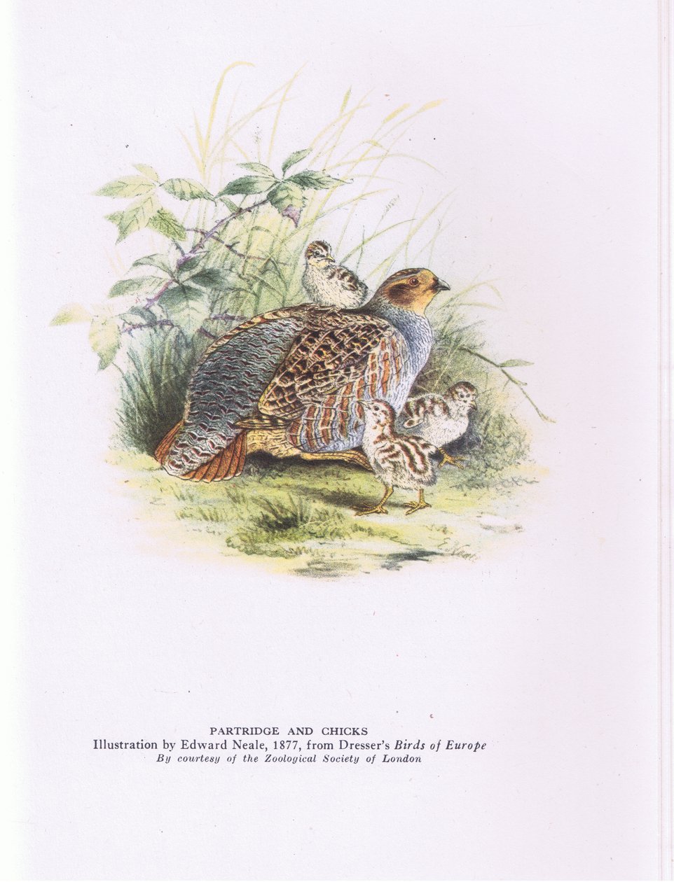 Perdiz y polluelos, Naturaleza en Gran Bretaña publicado por Collins de Edward Neale