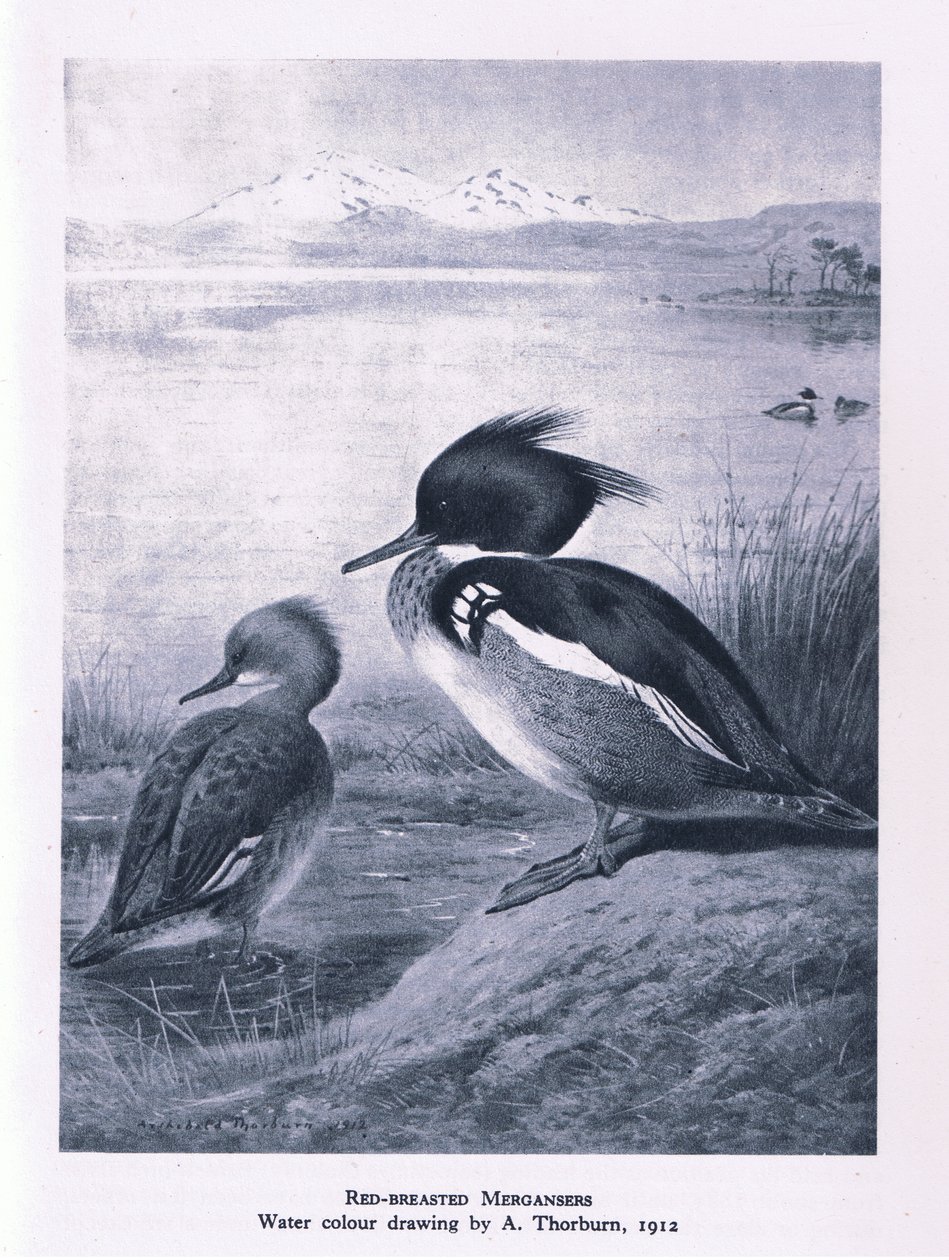 Serreta Mediana, Naturaleza en Gran Bretaña publicada por Collins, 1946 de Edward Neale
