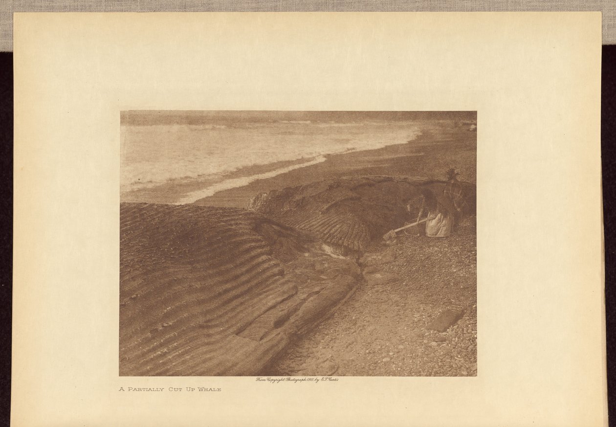Una ballena parcialmente despiezada de Edward S. Curtis