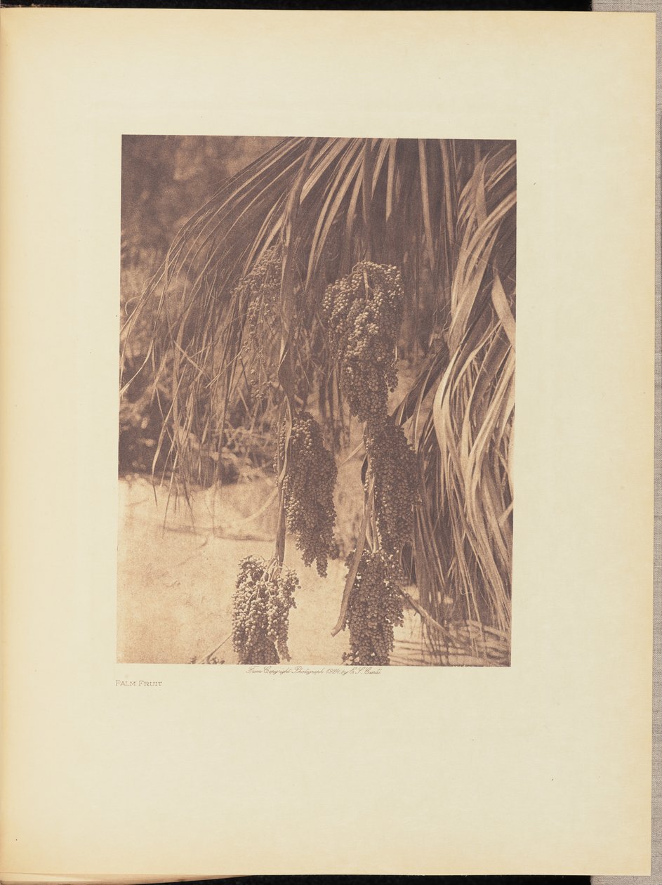 Fruta de palma de Edward S. Curtis