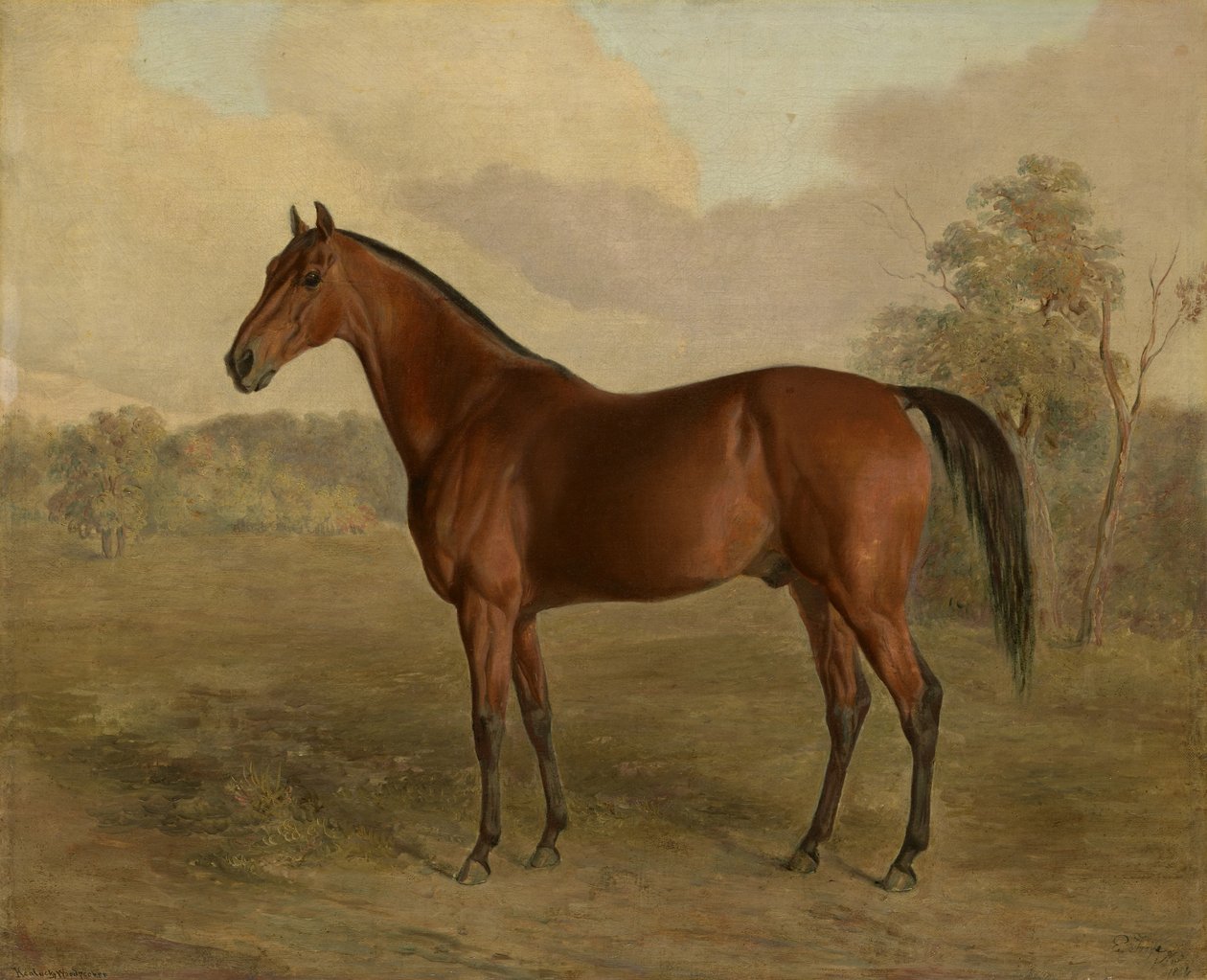 Pájaro Carpintero de Kentucky, 1834 de Edward Troye