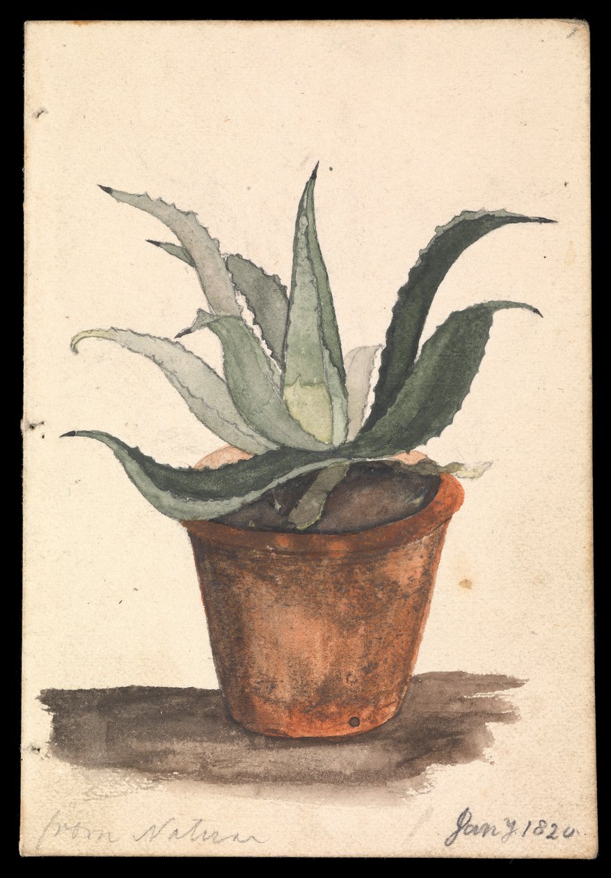 Una maceta en la que crece un cactus con la inscripción "de la naturaleza". de Edward William Cooke