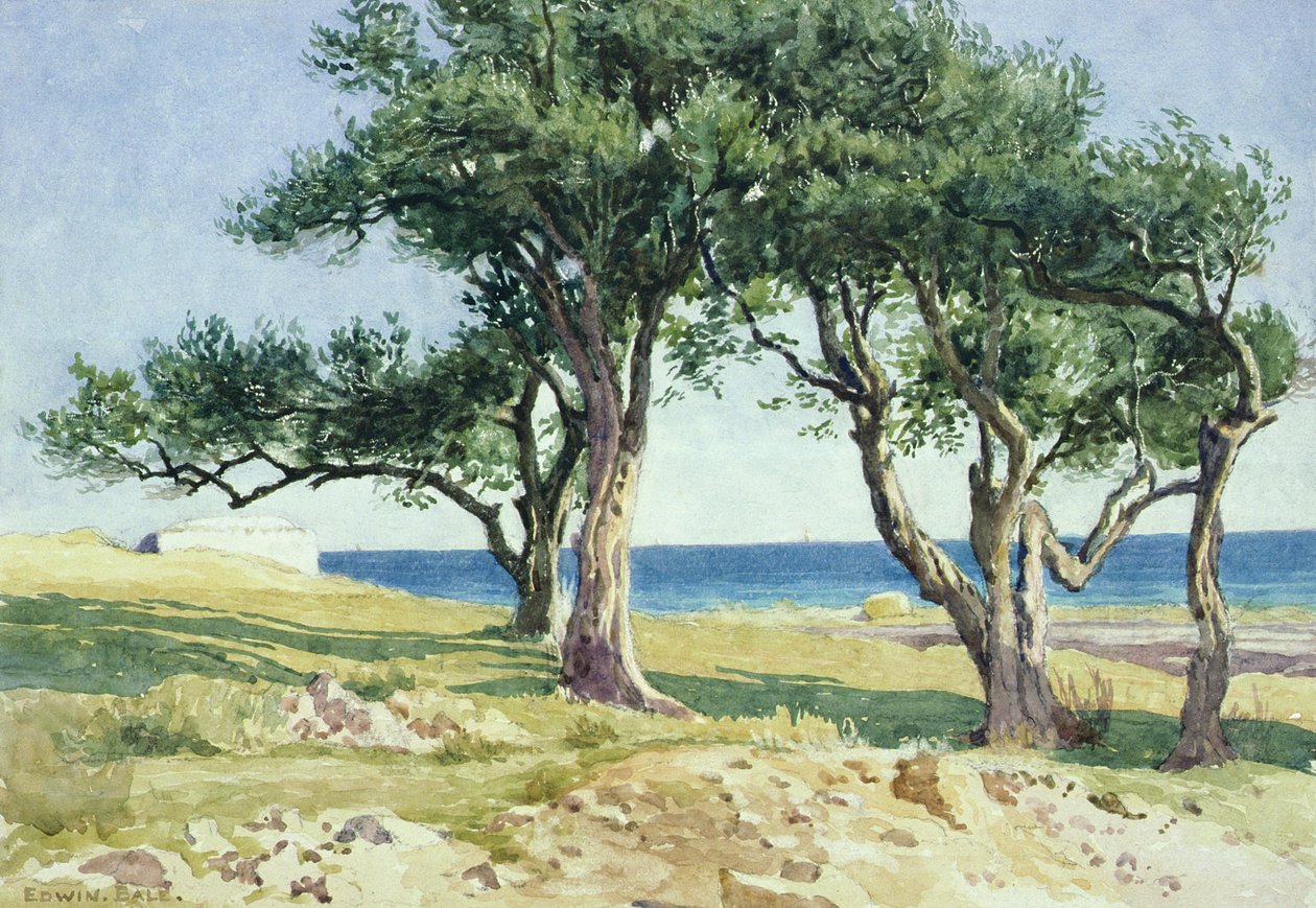 Viejos olivos, Bordighera de Edwin Bale