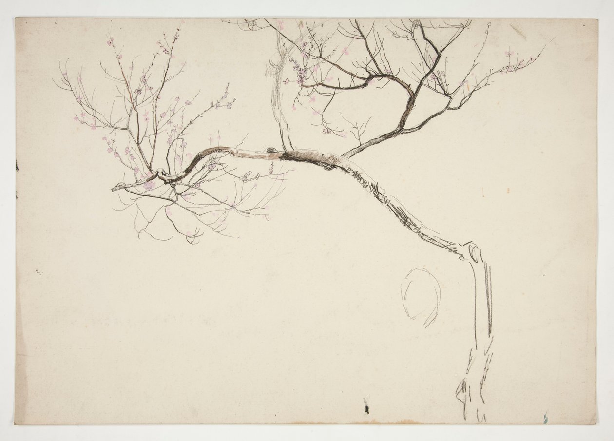 Bosquejo de un árbol en flor de Edwin Austin Abbey