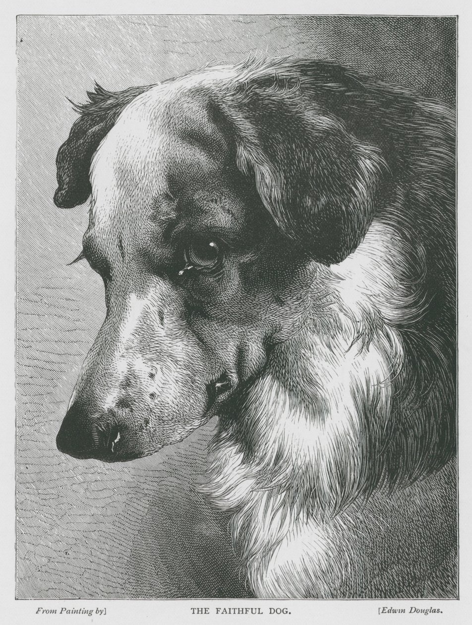 El perro fiel (grabado) de Edwin Douglas