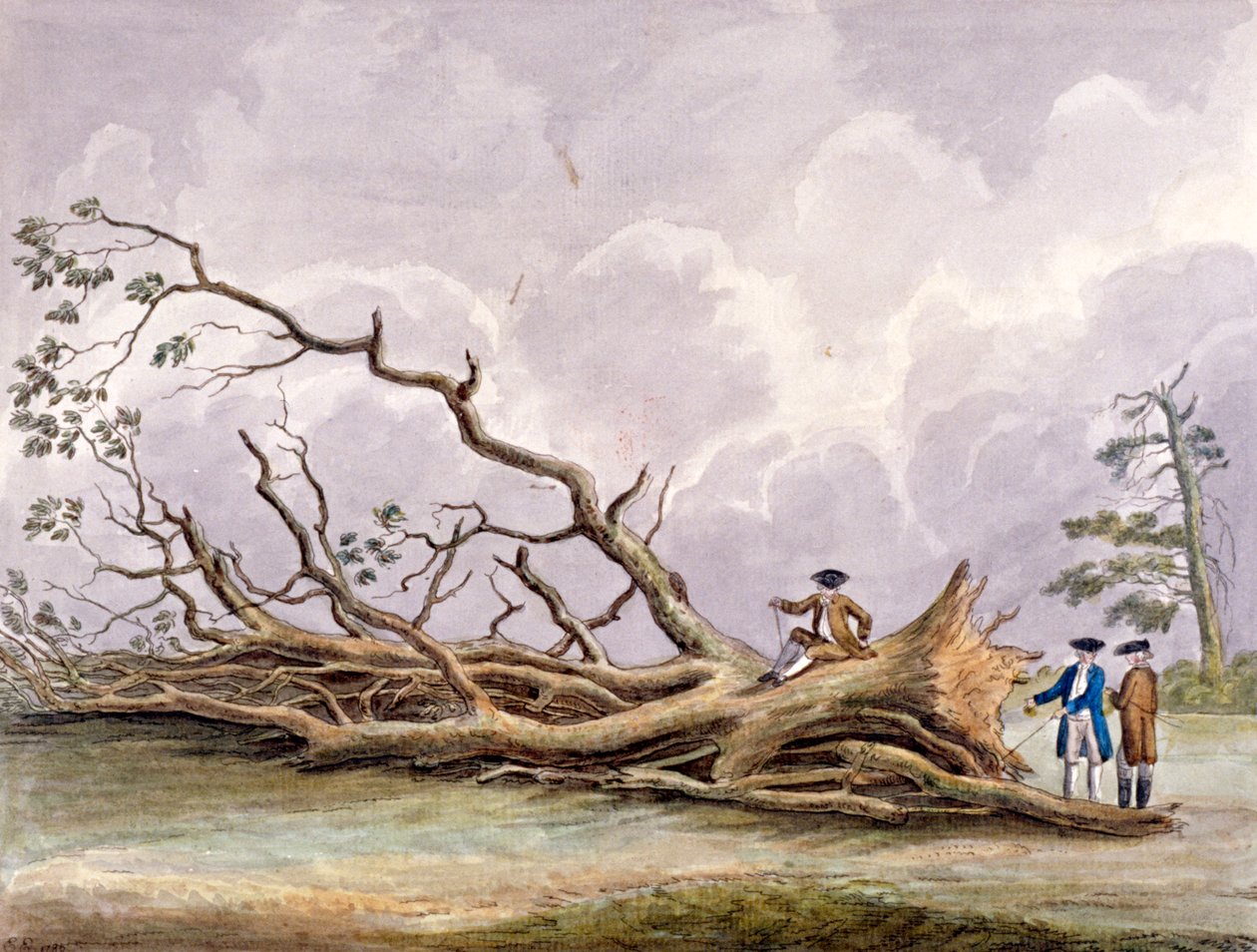 Árboles dañados por una tormenta el 15 de octubre, Roehampton, Londres de Edwin Edwards