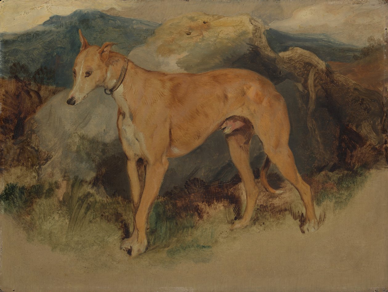 Un galgo, 1826 de Edwin Landseer