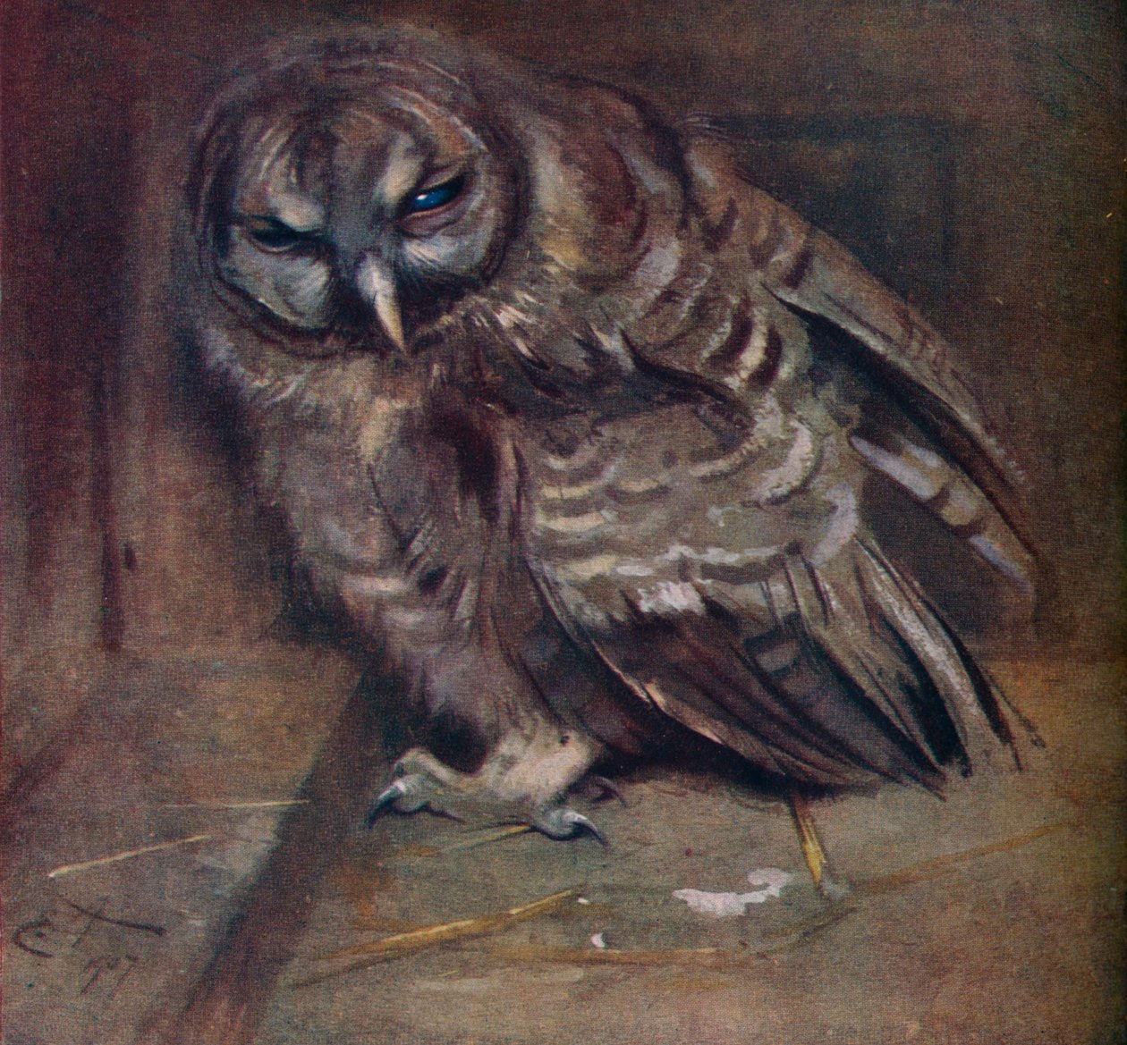 Un joven búho marrón, 1907 de Edwin John Alexander