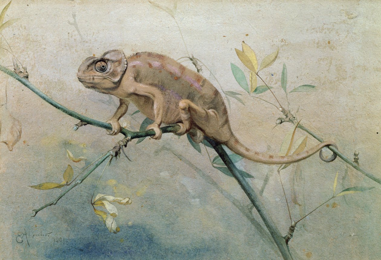 Camaleón, 1901 de Edwin John Alexander
