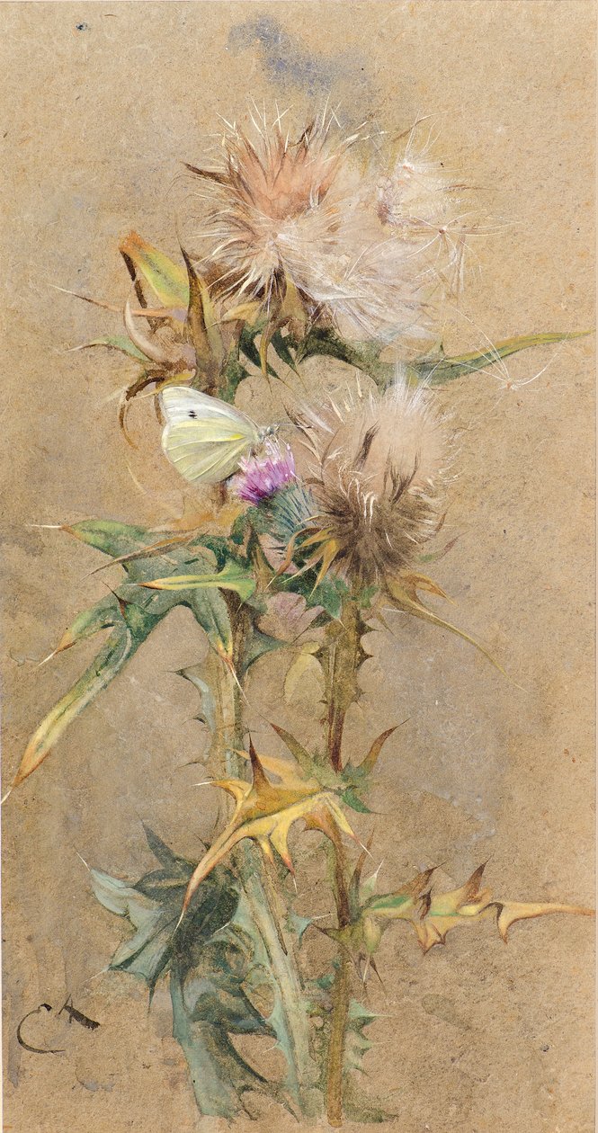 Cardos y mariposa de Edwin John Alexander