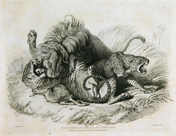 Grupo contendiente después de la naturaleza, lámina 6 de Veinte grabados de leones, tigres, panteras y leopardos... grabado por Thomas Landseer, 1823 de Edwin after Landseer