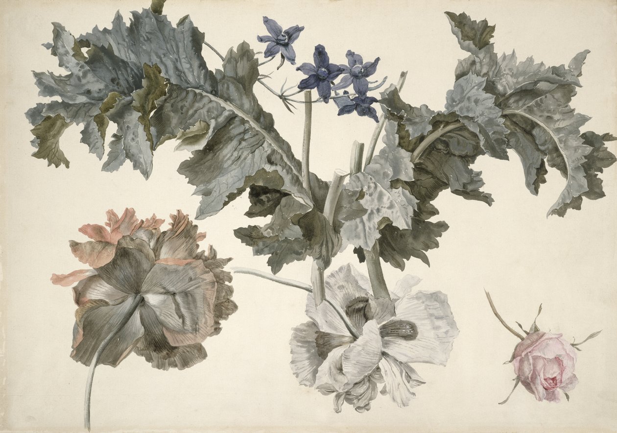 Amapolas de opio de doble flor, hojas de amapola, delfinio y un capullo de rosa de Eelke Jelles Eelkema