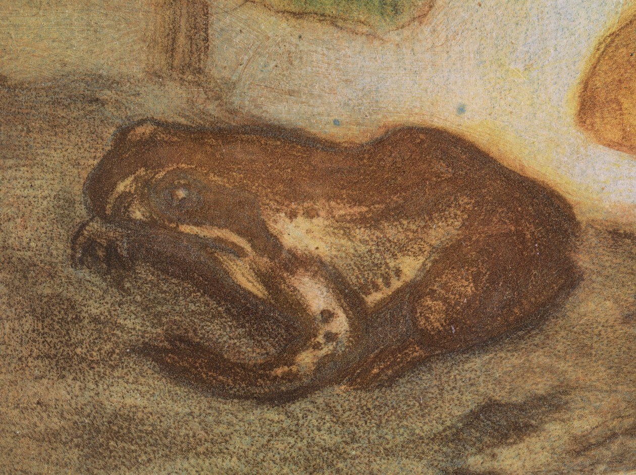 Rana con calta palustre de Eero Järnefelt