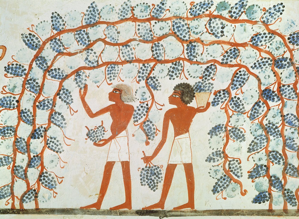 Cosecha de uvas, de la Tumba de Nakht, Nuevo Reino de Egyptian 18th Dynasty