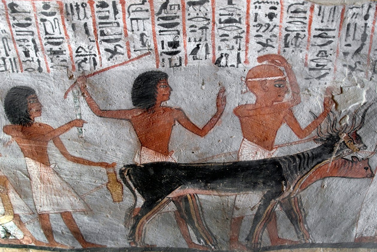 Antigüedad egipcia: personajes guiando cabezas de ganado. Pintura de la Tumba de Roy (TT255). Dinastía XVIII. De la orilla oeste de Luxor, Egipto de Egyptian 18th Dynasty