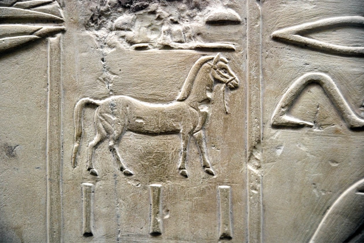Antigüedad egipcia: representación de un caballo. Bajo relieve de la Tumba del Visir Ramose (dinastía XVIII). Luxor, Tebas, Valle de los Nobles Egipto de Egyptian 18th Dynasty