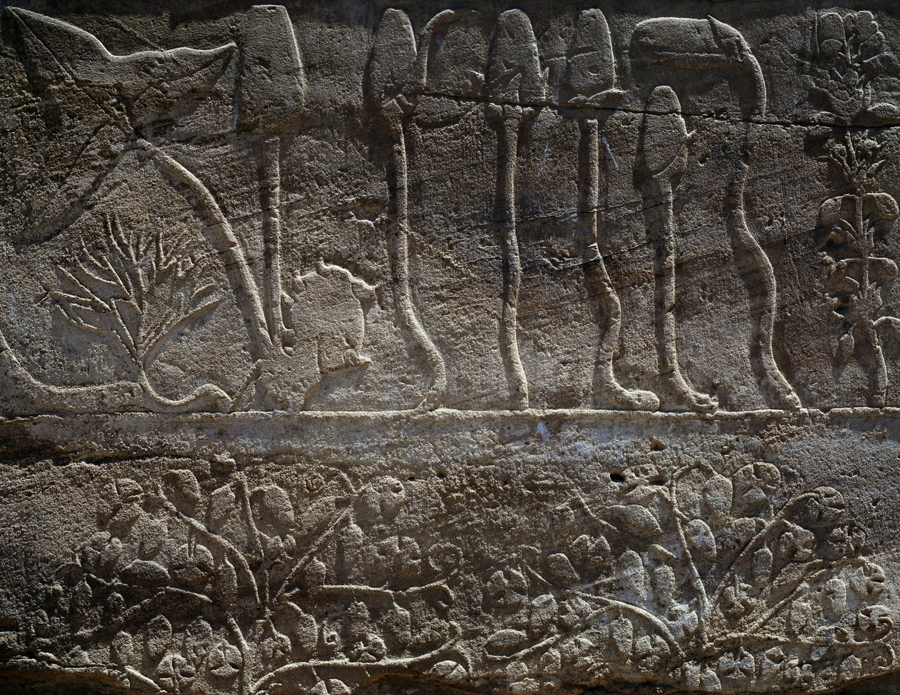 Plantas traídas de la expedición de Tutmosis III a Siria en 1465 a.C., detalle del relieve, sala conocida como el llamado Jardín Botánico, Templo de Amón, Complejo del Templo de Karnak, Civilización egipcia, Reino Nuevo, Dinastía XVIII de Egyptian 18th Dynasty