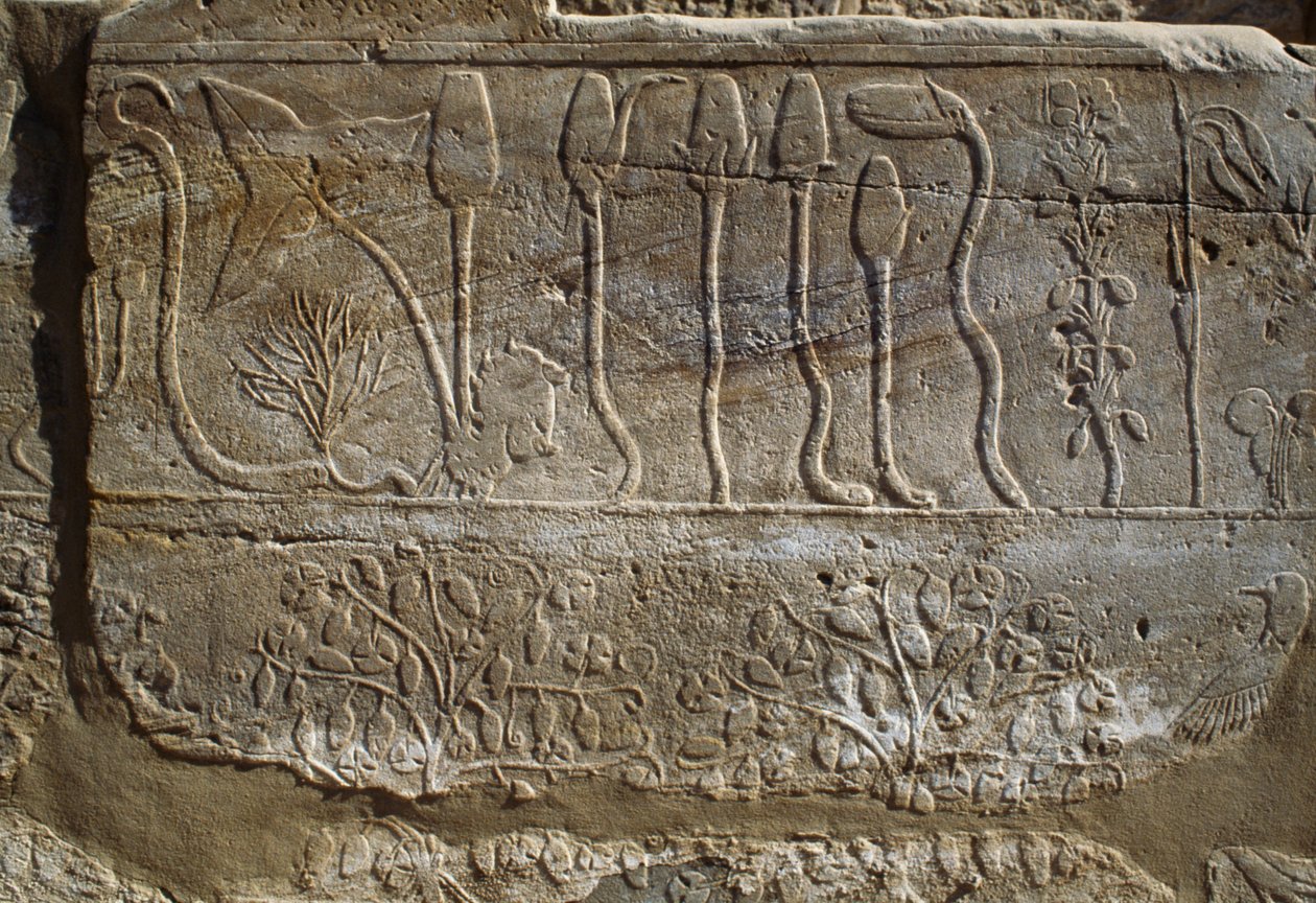 Relieve de animales y plantas ofrecidos a Amón por Tutmosis III a su regreso de la campaña de Siria en 1465 a.C., Sala del Jardín Botánico, Karnak, Necrópolis Tebana, Luxor, Egipto, Reino Nuevo, Dinastía XVIII de Egyptian 18th Dynasty