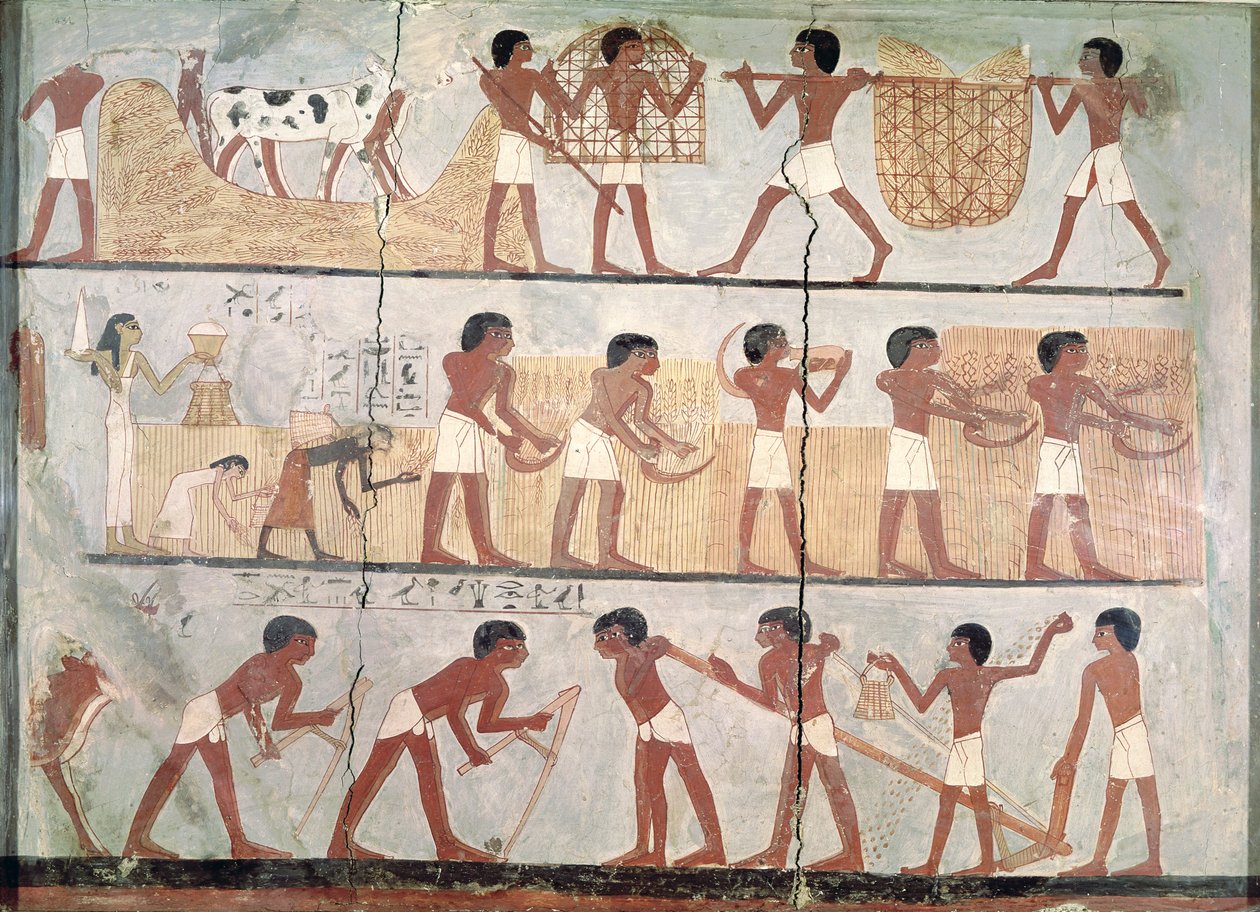 Escenas de siembra y cosecha, de la Tumba de Unsou, Tebas Oriental, Nuevo Reino de Egyptian 18th Dynasty