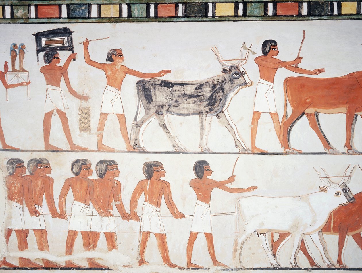 Pastores y ganado, fresco, pared sur, cámara longitudinal, Tumba tebana TT69, Jeque Abd el-Qurna, Tebas (Lista del Patrimonio Mundial de la Unesco de Egyptian 18th Dynasty