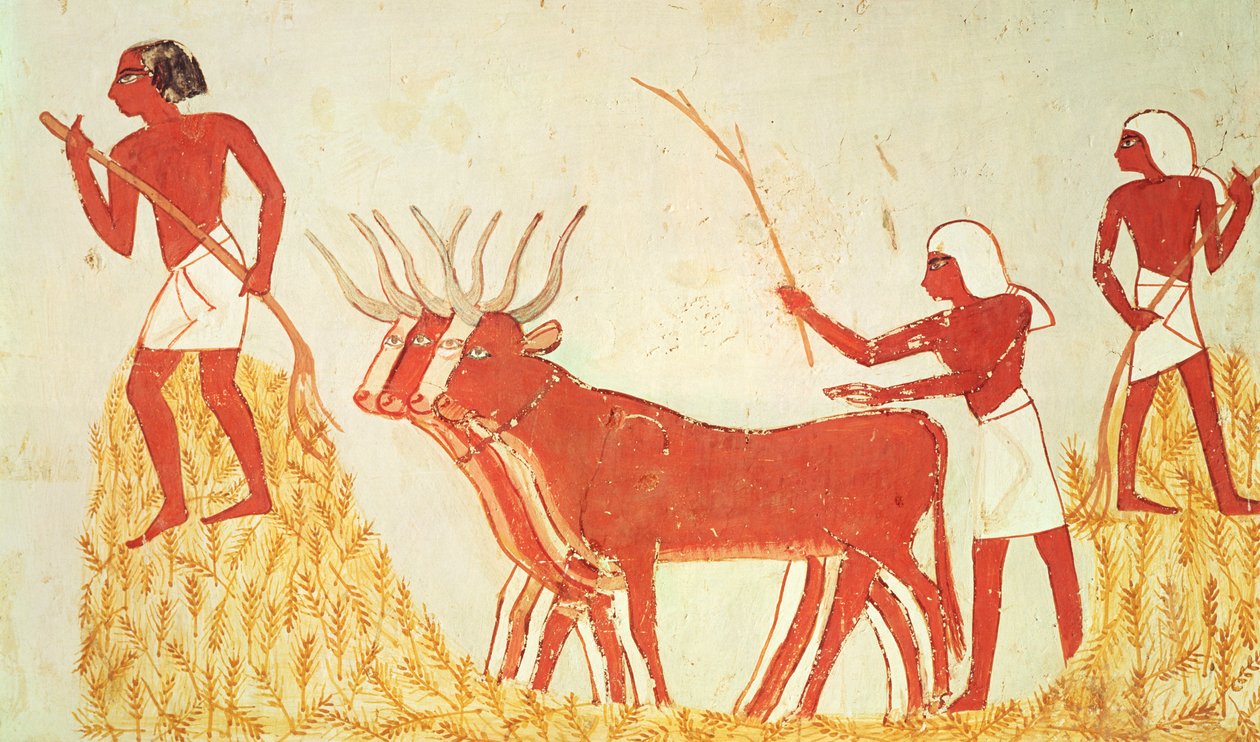 Uso de vacas para trillar trigo, de la Tumba de Menna, Nuevo Reino de Egyptian 18th Dynasty