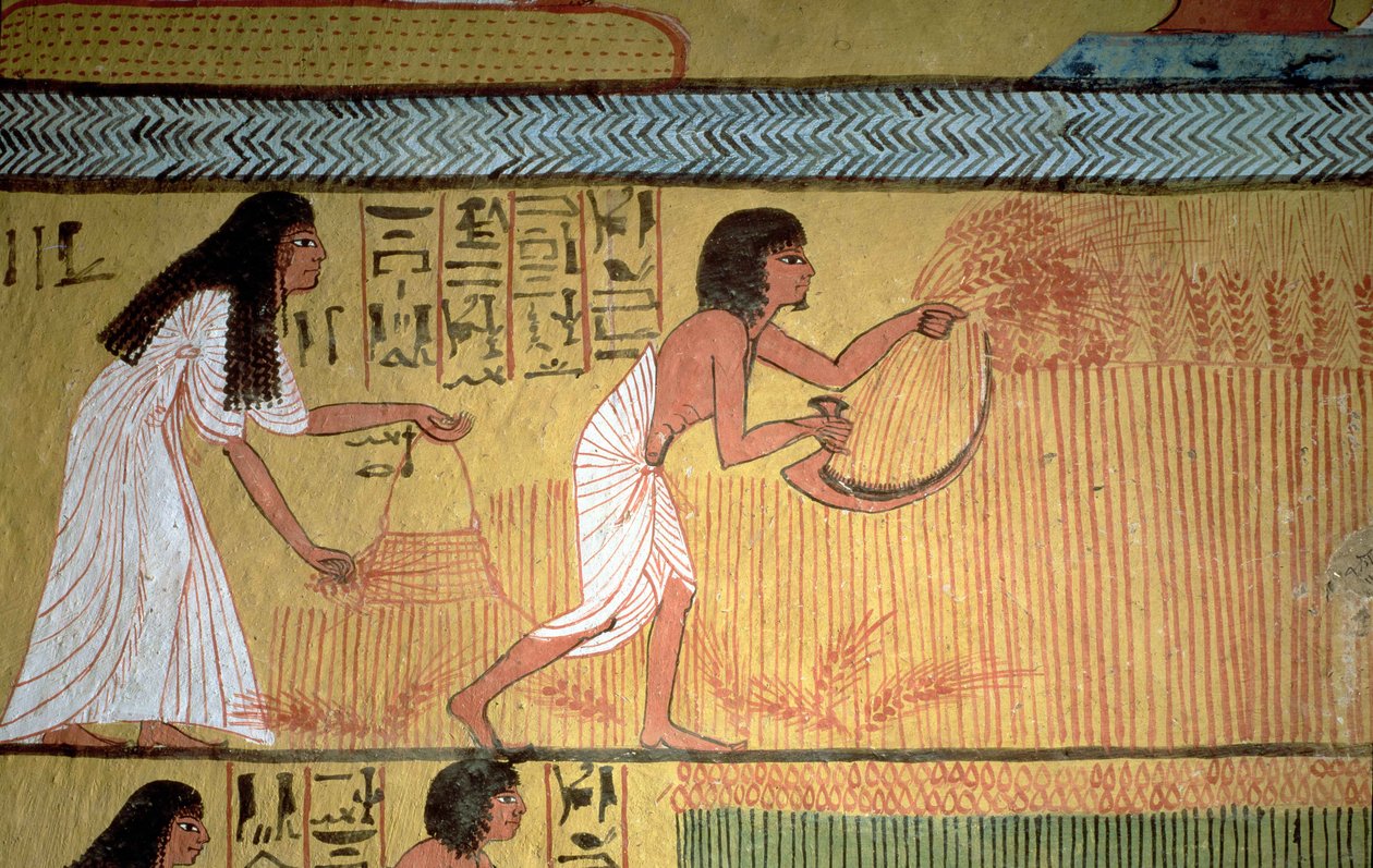 (detalle) de una escena de cosecha en la pared este, de la Tumba de Sennedjem, La Aldea de los Trabajadores, Nuevo Reino de Egyptian 19th Dynasty