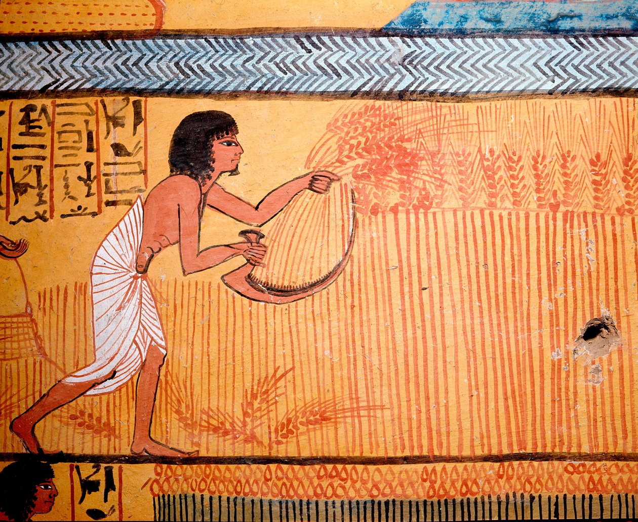 Arte egipcio: Tumba de Senenmut. El difunto siega el trigo en el campo de los santos. Se usa una hoz para cortar la espiga de trigo y recuperar el cereal. Dinastía XIX de Egyptian 19th Dynasty