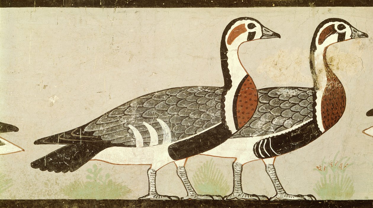 Gansos de Meidum, de la Tumba de Nefermaat y Atet, Reino Antiguo, c.2620 a.C. (estuco pintado) de Egyptian 4th Dynasty
