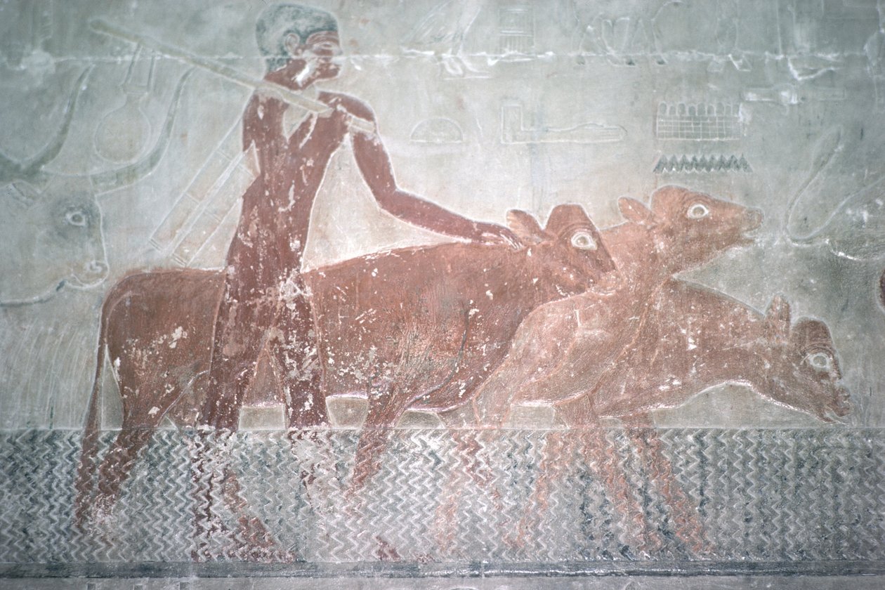 Ganado cruzando un canal en la capilla mastaba de Ti de Egyptian 5th Dynasty