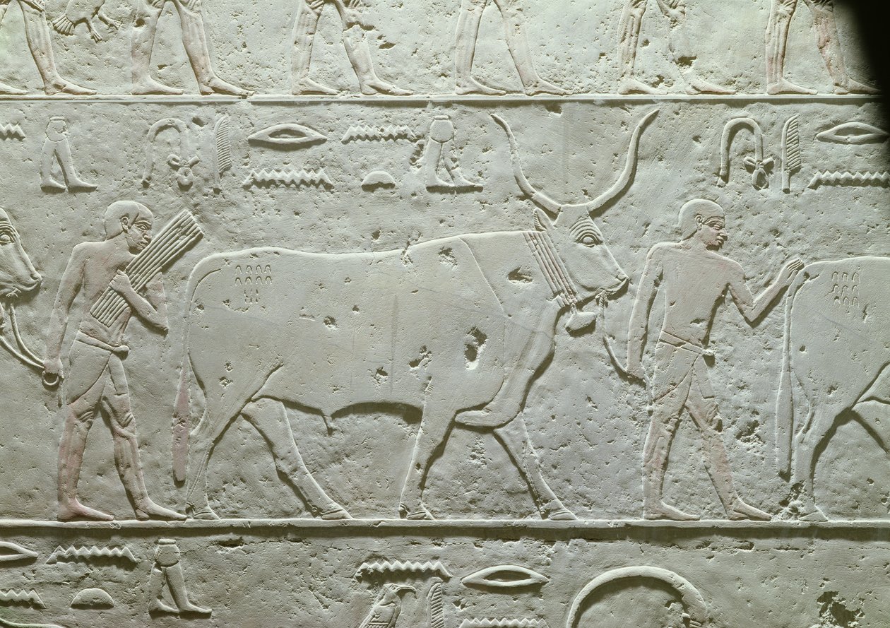 Pastor guiando un toro, detalle de la Mastaba de Akhethotep, de Saqqara, Reino Antiguo, c.2500 a.C. (piedra caliza pintada) de Egyptian 5th Dynasty