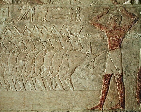 Relieve que representa a un arriero animando a un grupo de ganado, de la Mastaba de Mereruka, Reino Antiguo de Egyptian 6th Dynasty Egyptian 6th Dynasty