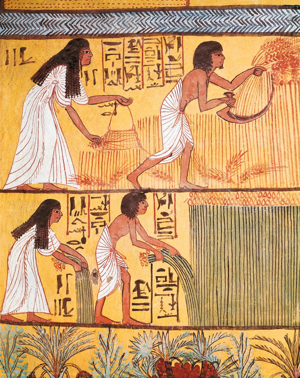 Detalle de una escena de cosecha en la pared este, de la tumba de Sennedjem, La Aldea de los Trabajadores de Egyptian Egyptian