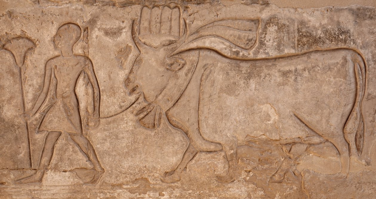 Hombre tirando de una vaca, templo de Horus, Edfu de Egyptian Egyptian