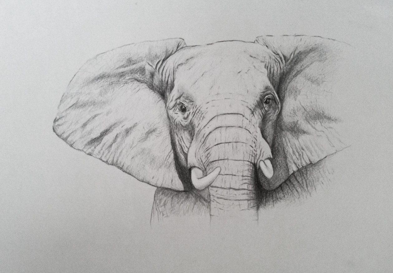 Elefante, 2011 (acuarela y lápiz sobre papel) de Eleanor Grafton