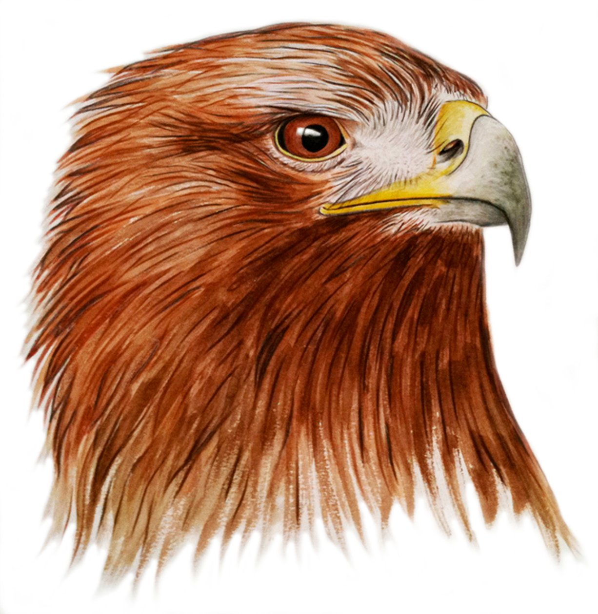 Águila real, 2011 (acuarela y lápiz) de Eleanor Grafton