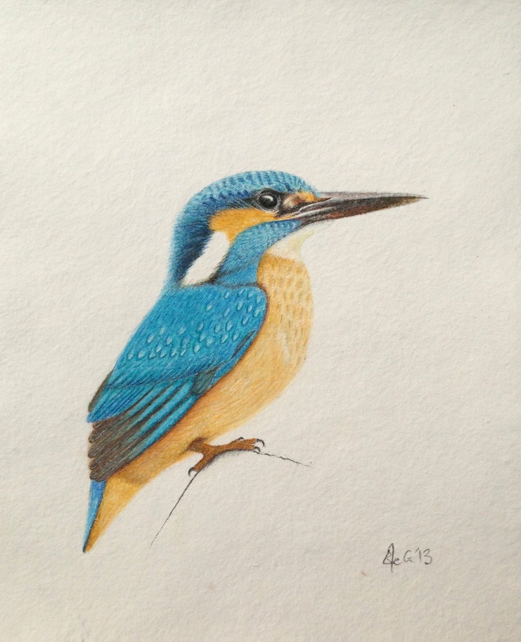 Kingfisher, 2013 (acuarela y lápiz) de Eleanor Grafton