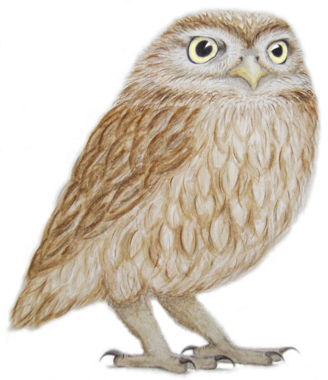 Búho pequeño, 2011 (acuarela y lápiz sobre papel) de Eleanor Grafton
